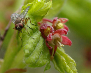 fly1a.jpg - 50207 Bytes