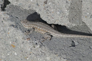lizard1a.jpg - 19445 Bytes