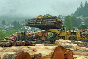 cat9881a.jpg - 20505 Bytes