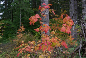 vinemaple1a.jpg - 14719 Bytes