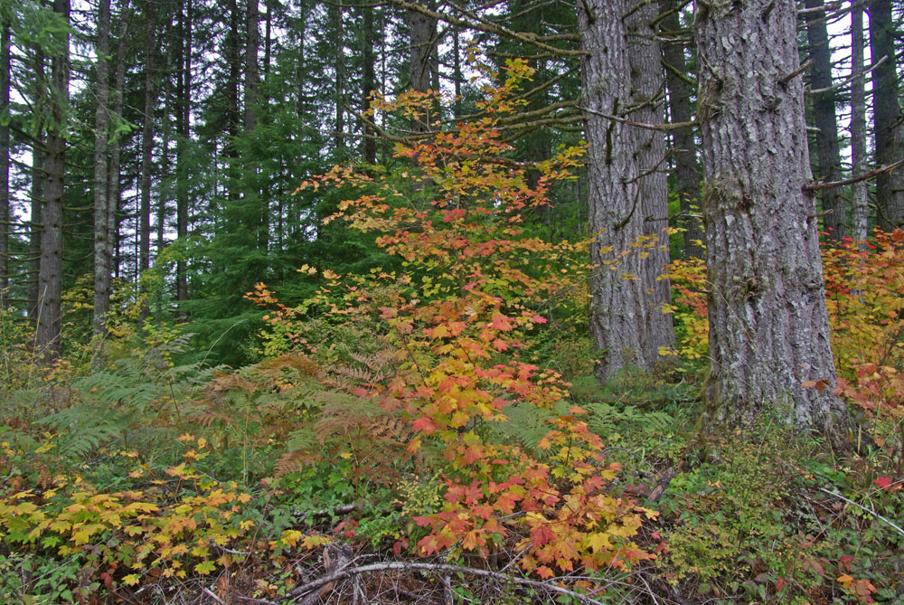 Vine Maple, Oregon Geography