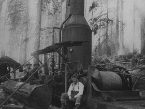 Wikstromdonkeya.jpg - 16926 Bytes