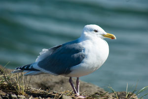 gull