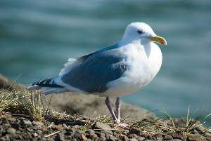 gull