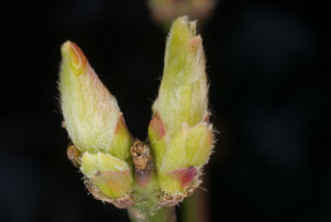 vinebud1a.jpg - 17357 Bytes