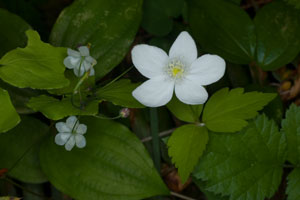 Three-leaved Anemone