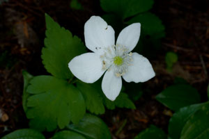 Three-leaved Anemone
