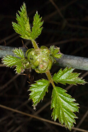 Wild Blackberry
