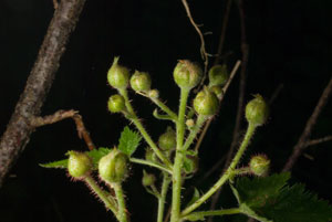 Wild Blackberry