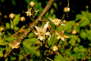 Wild Blackberry