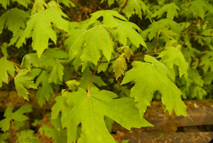 Oregon Maple