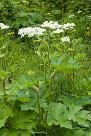 cow parsnip