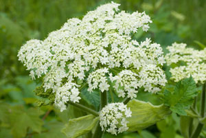 cow parsnip