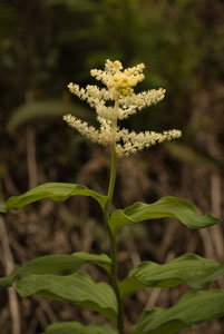 False Solomon's Seal