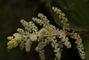 False Soloman's Seal