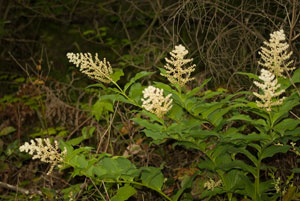 False Soloman's Seal