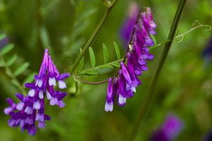 Hairy Vetch