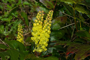 Oregon Grape