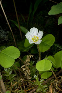 Oregon Oxalis