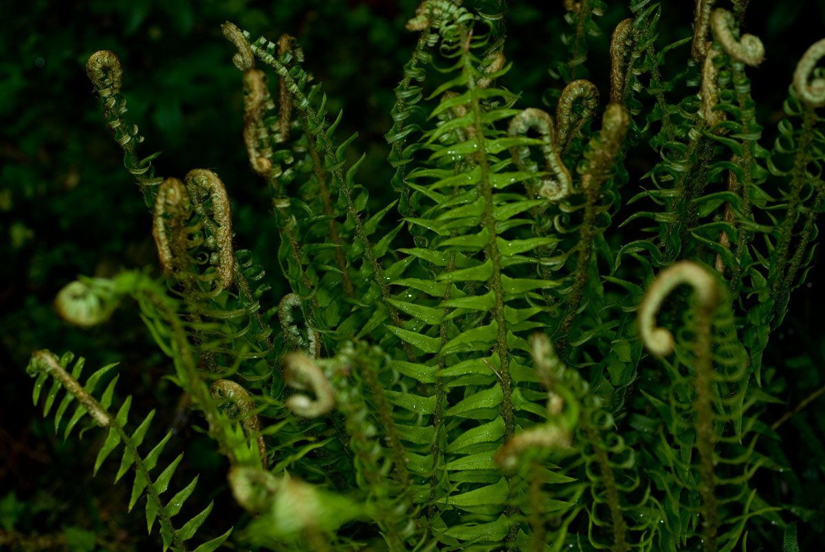 Western Sword Fern