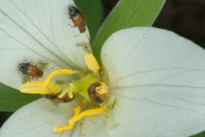 Trillium or wake Robbin