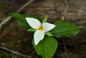 Trillium or wake Robbin
