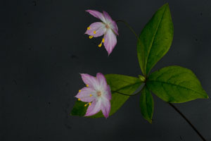 Western starflower