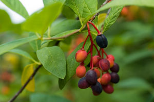 Indian Plum