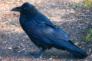 Common Raven