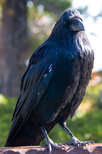 Common Raven