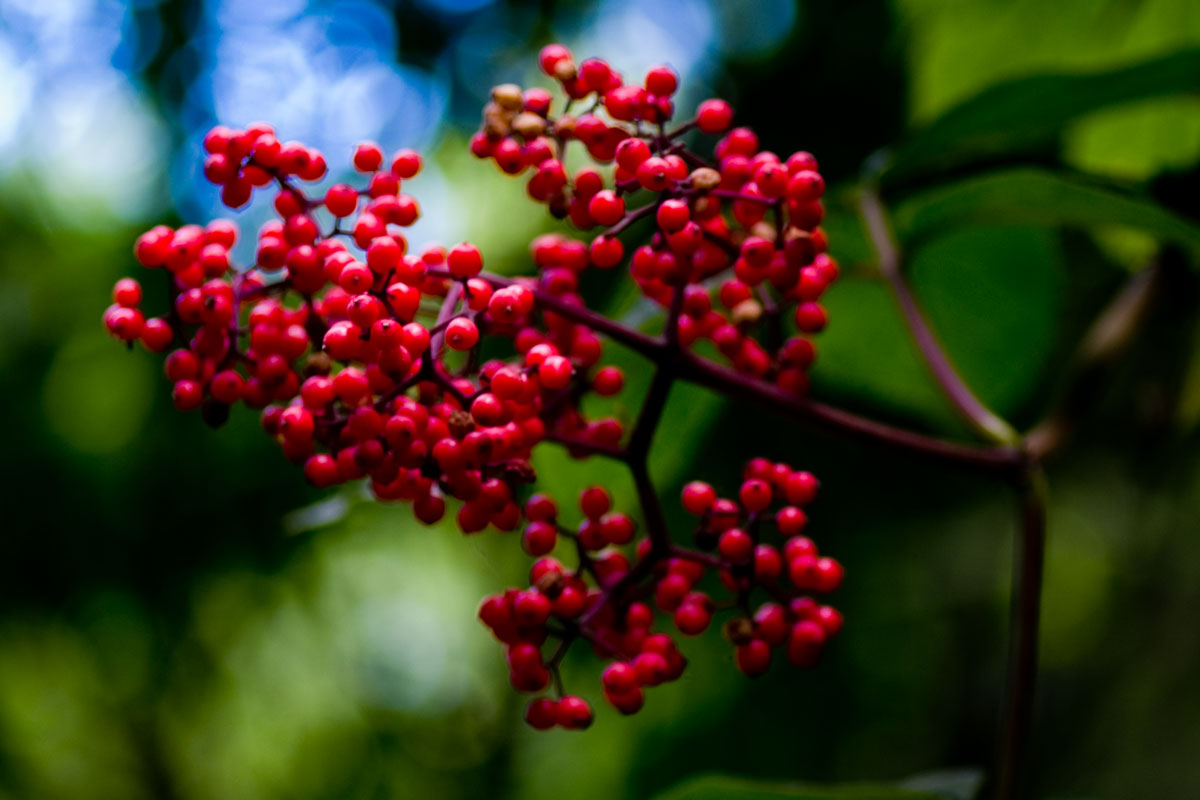 Red Elderberry