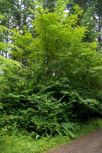 Vine Maple