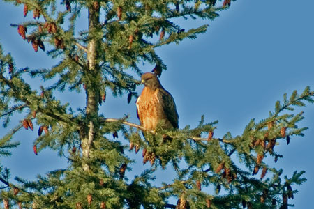 Hawk