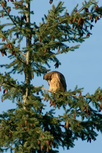 Eagle