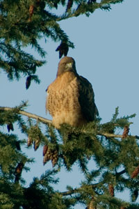 Eagle