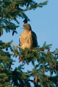 Eagle