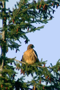 Eagle