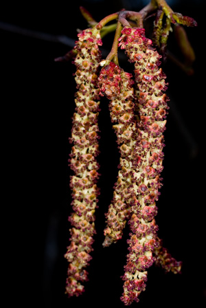 alder Catkins