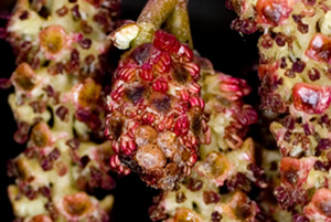 alder Catkins
