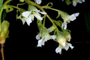Indian Plum flower clluster