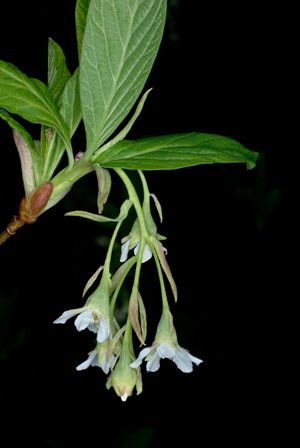 Indian Plum flower cluster