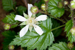 wild blackberry