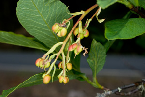 Indian Plum fruit cluster