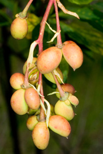 Indian Plum fruit cluster