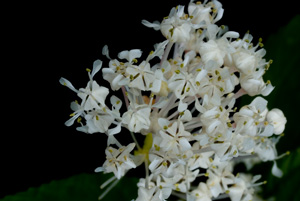 Redstem Ceanothus