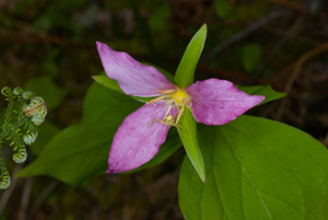 Old flower